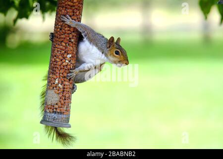 Grey squirrel on a garden bird feeder. Stock Photo