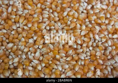 Close-up of a bunch of uncooked popcorn, background image Stock Photo