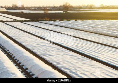 Farmer plantation fields covered with spunbond agrofibre. Protection crops from sudden temperature changes atmospheric effects. Increased plant surviv Stock Photo