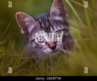 Creative portrait of a cute Tabby cat in the grass Stock Photo