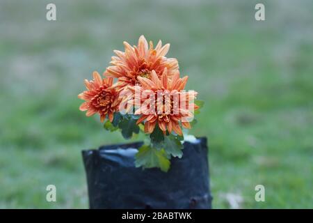 Chrysanthemums growing in black container plastic growth bag blooming red pink yellow orange shades Stock Photo