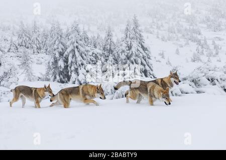 Four wolves in fresh snow in the mountains Stock Photo