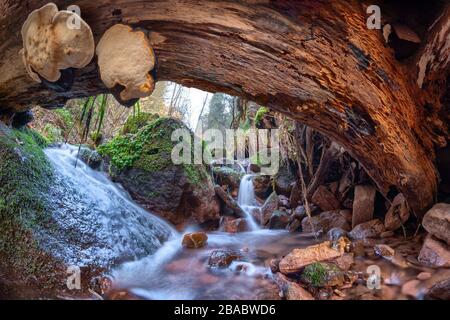 Small stream running under a fallen tree in the Wolfsschlucht gorge near Zwingenberg in the Odenwald, Germany. Stock Photo
