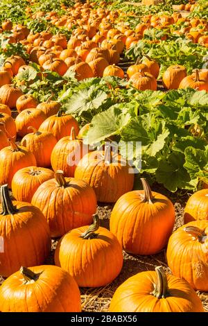 pumpkin patch Stock Photo
