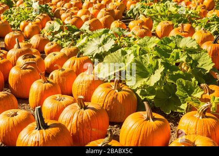 pumpkin patch Stock Photo