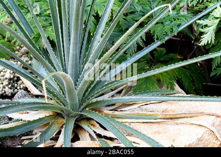 Aloe Plants in the Garden. Aloe vera plant outside Stock Photo - Alamy
