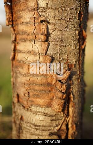 tree trunk sweet cherry tree with scrubbing bark closeup. Stock Photo