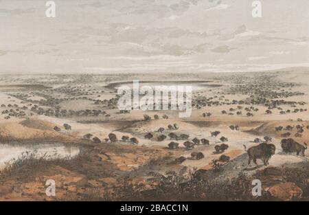 American Bison buffalo on the great plains Stock Photo - Alamy