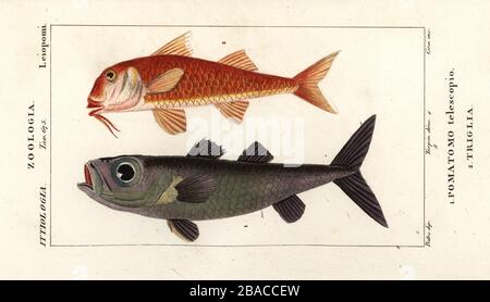 Bulls-eye fish, Epigonus telescopus 1, and striped red mullet, Mullus surmuletus 2. Pomatomo telescopio, Triglia. Handcoloured copperplate stipple engraving from Antoine Laurent de Jussieu's Dizionario delle Scienze Naturali, Dictionary of Natural Science, Florence, Italy, 1837. Illustration engraved by Corsi, drawn and directed by Pierre Jean-Francois Turpin, and published by Batelli e Figli. Turpin (1775-1840) is considered one of the greatest French botanical illustrators of the 19th century. Stock Photo