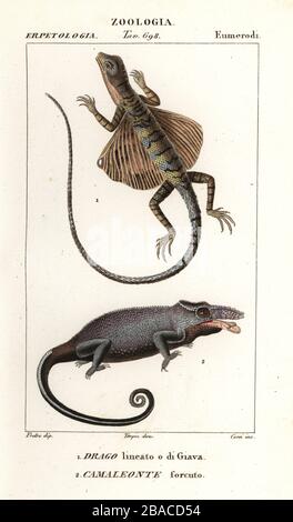 Common flying dragon, Draco volans, and two-horned chameleon, Furcifer bifidus. Drago lineato o di Giava, Camaleonte forcuto. Handcoloured copperplate stipple engraving from Antoine Laurent de Jussieu's Dizionario delle Scienze Naturali, Dictionary of Natural Science, Florence, Italy, 1837. Illustration engraved by Corsi, drawn and directed by Pierre Jean-Francois Turpin, and published by Batelli e Figli. Turpin (1775-1840) is considered one of the greatest French botanical illustrators of the 19th century. Stock Photo