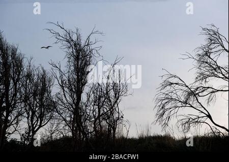 Seagull and coastal growth after fire in hills over Malibu, CA Stock Photo