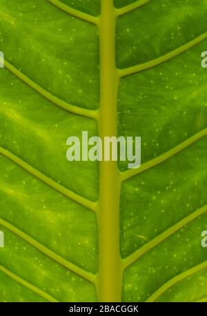 Up close, macro, detail of an elephant ear plant (Xanthosoma Sagittifolium) leaf. Stock Photo