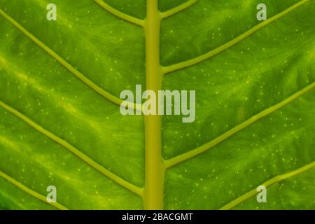Up close, macro, detail of an elephant ear plant (Xanthosoma Sagittifolium) leaf. Stock Photo