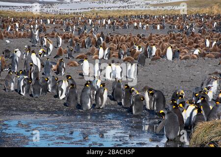 King Penguin Colony (Aptenodytes patagonicus), Salisbury Plain, South Georgia, Antarctic Stock Photo