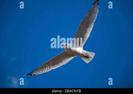 A seagull with its wings fully outstretched is gliding through the air in a blue sky, seen from below. Stock Photo