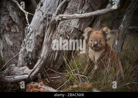 Koala known as 'Grumpy' on Kangaroo Island, South Australia, Australia. Stock Photo