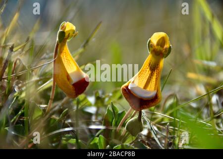Calceolaria uniflora, or Calceolaria darwinii, called Darwin's slipper, a type of lady's slipper that grows in patagonia, seen at Torres del Paine nat Stock Photo