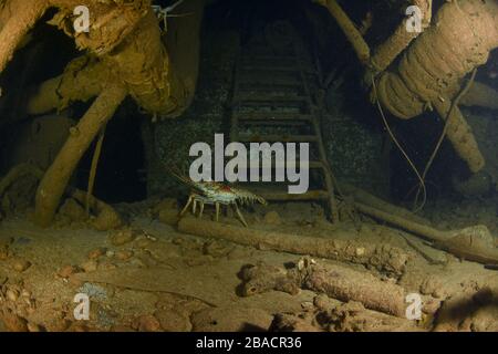 Caribbean spiny lobster walking about inside the ship wreck of Carib Cargo in St. Maarten Stock Photo