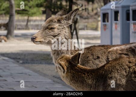 Two Japanese Sika deer (cervus nippon) in Nara Park, Nara, Japan.  The deer are moulting their winter coat as it is spring time. Stock Photo