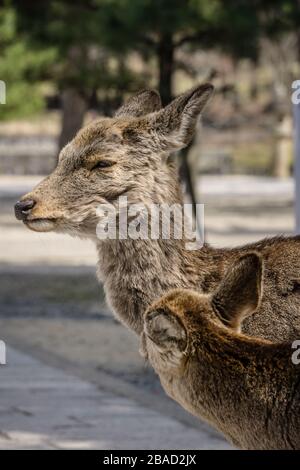 Two Japanese Sika deer (cervus nippon) in Nara Park, Nara, Japan.  The deer are moulting their winter coat as it is spring time. Stock Photo