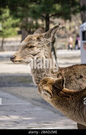 Two Japanese Sika deer (cervus nippon) in Nara Park, Nara, Japan.  The deer are moulting their winter coat as it is spring time. Stock Photo