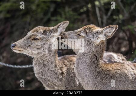 Two Japanese Sika deer (cervus nippon) in Nara Park, Nara, Japan.  The deer are moulting their winter coat as it is spring time. Stock Photo