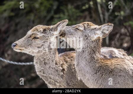 Two Japanese Sika deer (cervus nippon) in Nara Park, Nara, Japan.  The deer are moulting their winter coat as it is spring time. Stock Photo