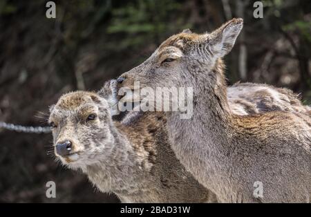 Two Japanese Sika deer (cervus nippon) in Nara Park, Nara, Japan.  The deer are moulting their winter coat as it is spring time. Stock Photo