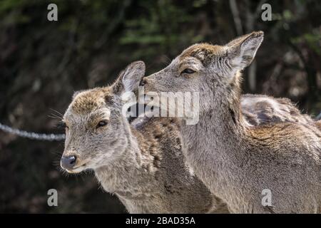 Two Japanese Sika deer (cervus nippon) in Nara Park, Nara, Japan.  The deer are moulting their winter coat as it is spring time. Stock Photo