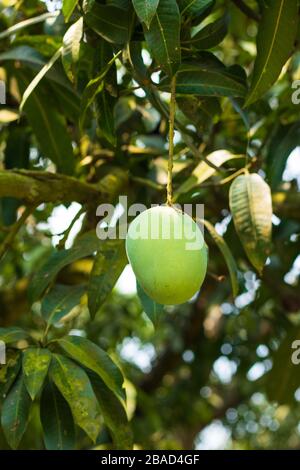 Green Mango in a mango garden in rajshahi, chapainwabganj, bangladesh Stock Photo