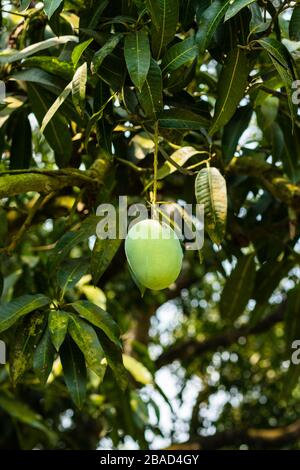 Green Mango in a mango garden in rajshahi, chapainwabganj, bangladesh Stock Photo