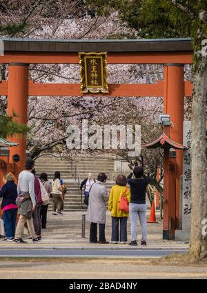 Crowds of people viewing the Hanami cherry blossom at Himuro Shirine in Nara, Japan Stock Photo