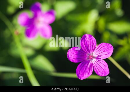Wild purple flowers, macro photo with selective focus. Geranium sylvaticum Stock Photo