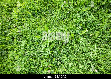 Green summer lawn at sunny day, top view. Natural background photo Stock Photo