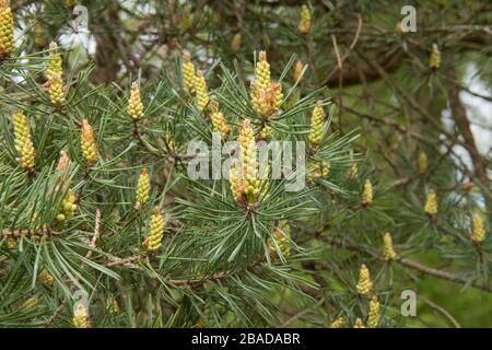 Fresh New Spring Growth and Cones on a Scots Pine Tree (Pinus sylvestris) in a Park in Rural Devon, England, UK Stock Photo