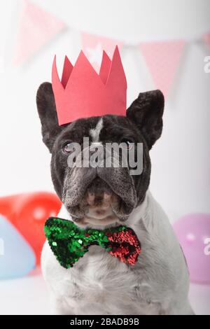 Close-up of French bulldog with bow tie and red crown with party pennants and colorful balloons on white background. Happy birthday party concept. Stock Photo