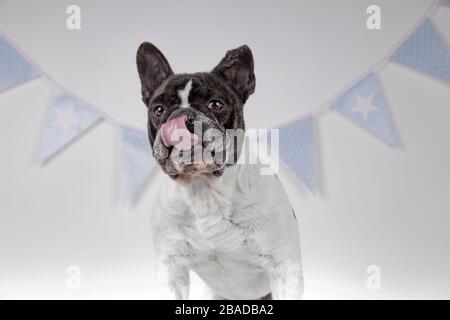 portrait of french bulldog licking his lips after eating birthday cake on white background conceto happy birthday Stock Photo