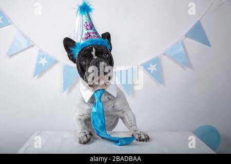 Funny portrait of cute french bulldog wearing silly birthday hat and blue tie leaning out on a table over white background. Happy birthday party conce Stock Photo