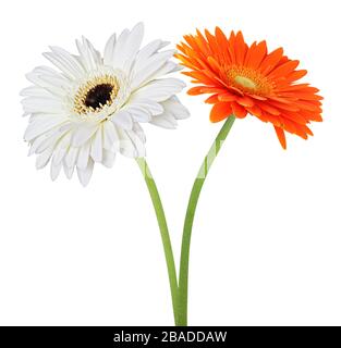 Two wonderful Gerberas (Daisies) isolated on white background. Germany Stock Photo