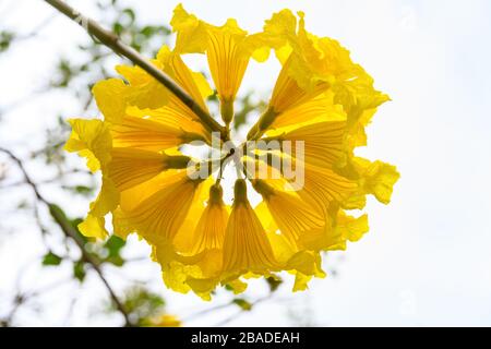 blooming Guayacan or Handroanthus chrysanthus or Golden Bell Tree Stock Photo