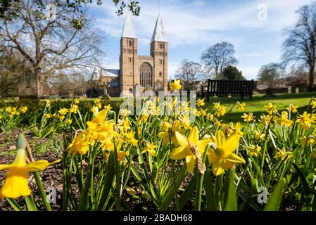 Spring Daffodils at Southwell Minster, Southwell Nottinghamshire England UK Stock Photo