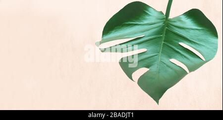 Tropical jungle Monstera leaf isolated on pink background. Stock Photo