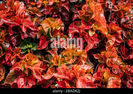 Creative and moody orange red color foliage natural floral leaf texture background. Stock Photo