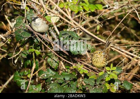 Cirl bunting Emberiza cirlus, adult female, & adult male House sparrow Passer domesticus, perched in bramble thicket, East Devon, UK, March Stock Photo