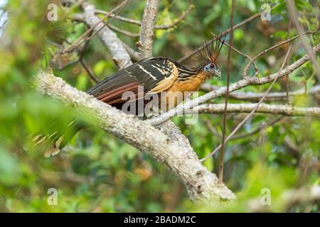 Hoatzin Opisthocomus hoazin, adult, perched in forest canopy, Los Llanos, Colombia, March Stock Photo