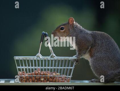London, UK. 27th March 2020. Early morning Grey squirrel feeds from a peanut filled shopping basket in a suburban garden. Credit: Malcolm Park/Alamy Live News. Stock Photo