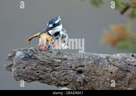 Pied kingfisher smashes frog on tree branch, grey background, Namibia Stock Photo
