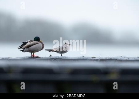 Laughing gull Leucophaeus atricilla, first winter, perched on pontoon at dusk, Cheddar Reservoir, Somerset, UK, March Stock Photo