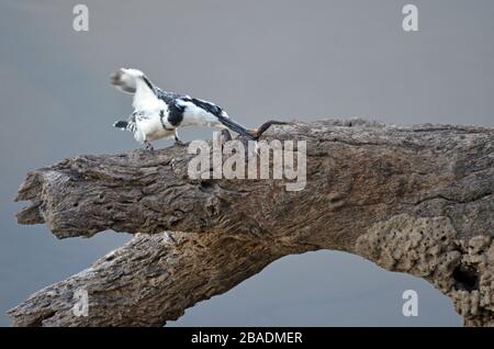 Pied kingfisher smashes frog on tree branch, grey background, Namibia Stock Photo