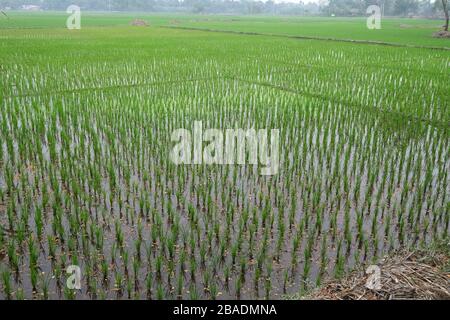 Green rice field in West Bengal, India Stock Photo